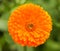 Marigold