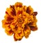 Marigold