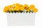 Marigold Artificial flowers in white plastic vase isolated