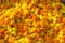 Marigold background