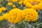 Marigold in bloom, orange yellow bunch of flowers