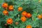Marigold blooming with orange and yellow flowers in garden