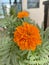 Marigold blooming in a pot