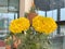 Marigold blooming in a pot