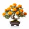 Marigold Bonsai Tree: Stunning Solarization Effect With Orange Flowers