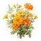 Marigold Bouquet: Detailed Watercolor In Naturalistic Botanical Art Style