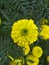 Marigold bouquet, Ganda, a collection of innumerable petals, colour of light yellow, green leaves and green branch, 11/02/2018,