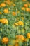 Marigold, bright colors, popular in nature