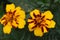 marigold. bright variegated orange-red flowers growing on a flower bed in the garden. garden flowers