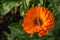 Marigold (calendula flower) on a green natural summer background with a caterpillar