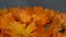 Marigold calendula herb flower blooms. clockwise turntable.