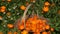 Marigold calendula medical flower herbs in wicker basket