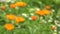 Marigold calendula medical healthy flowers in garden. Blur focus, 4K