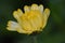 Marigold (Calendula officinalis)