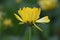 Marigold (Calendula officinalis)