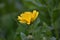 Marigold (Calendula officinalis)