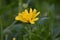 Marigold (Calendula officinalis)