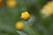 Marigold (Calendula officinalis)