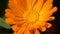 Marigold Calendula Officinalis Disk Sway In the Wind