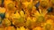Marigold calendula officinalis herb flower blooms. anticlockwise turntable.