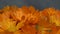 Marigold calendula officinalis herb flower blooms. counterclockwise turntable.