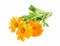 Marigold, Calendula Officinalis Medicinal Plant Isolated