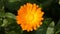 Marigold Calendula Officinalis Sway In the Wind