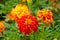 Marigold close up with water drops