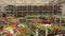 Marigold closeup. Colorful marigolds close-up, people work in the background