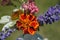 Marigold closeup Valerian, Lavender, White Coneflower