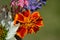 Marigold closeup with Valerian, Lavender, White Coneflower