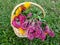 The Marigold and Cokscomb flowers in the basket.