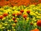 Marigold Colors