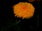 Marigold on dark background