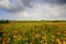 Marigold Farming Bali Indonesia