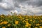 Marigold farming in Bali Indonesia