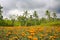 Marigold farming in Bali Indonesia