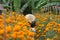 Marigold farming in Bali Indonesia