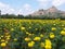 Marigold field