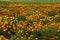 Marigold Field