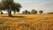 Marigold Field In Provence Morning