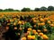 Marigold Fields