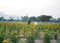 Marigold fields with background gardener using pesticides