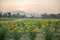 Marigold fields with background sunset , thailand