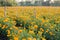 Marigold fields in the countryside during the summer When the sun