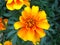 Marigold flower