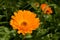 Marigold Flower