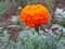 Marigold flower