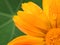 Marigold flower on a background of green leaf of nasturtium. Close-up