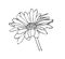 Marigold flower in black and white colors, outline hand painted drawing